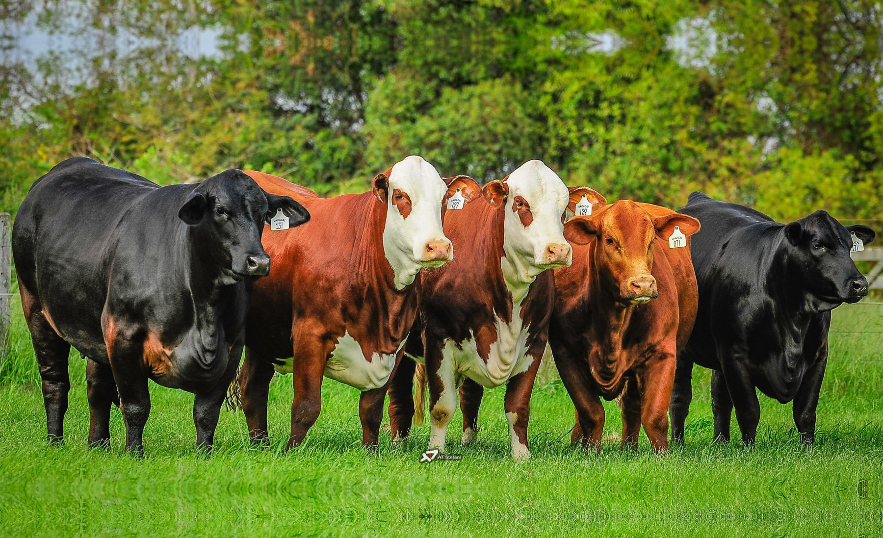 vacas e matrizes das racas braford e brangus - fotao