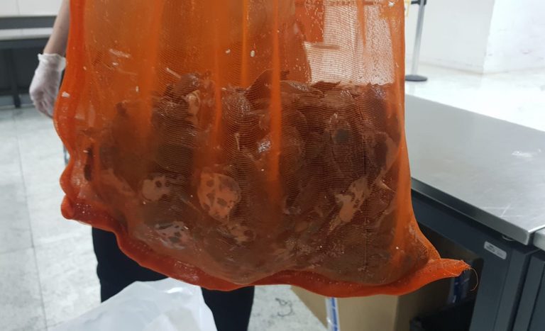 Mapa intercepta 386 tartaruguinhas chinesas no aeroporto de Guarulhos