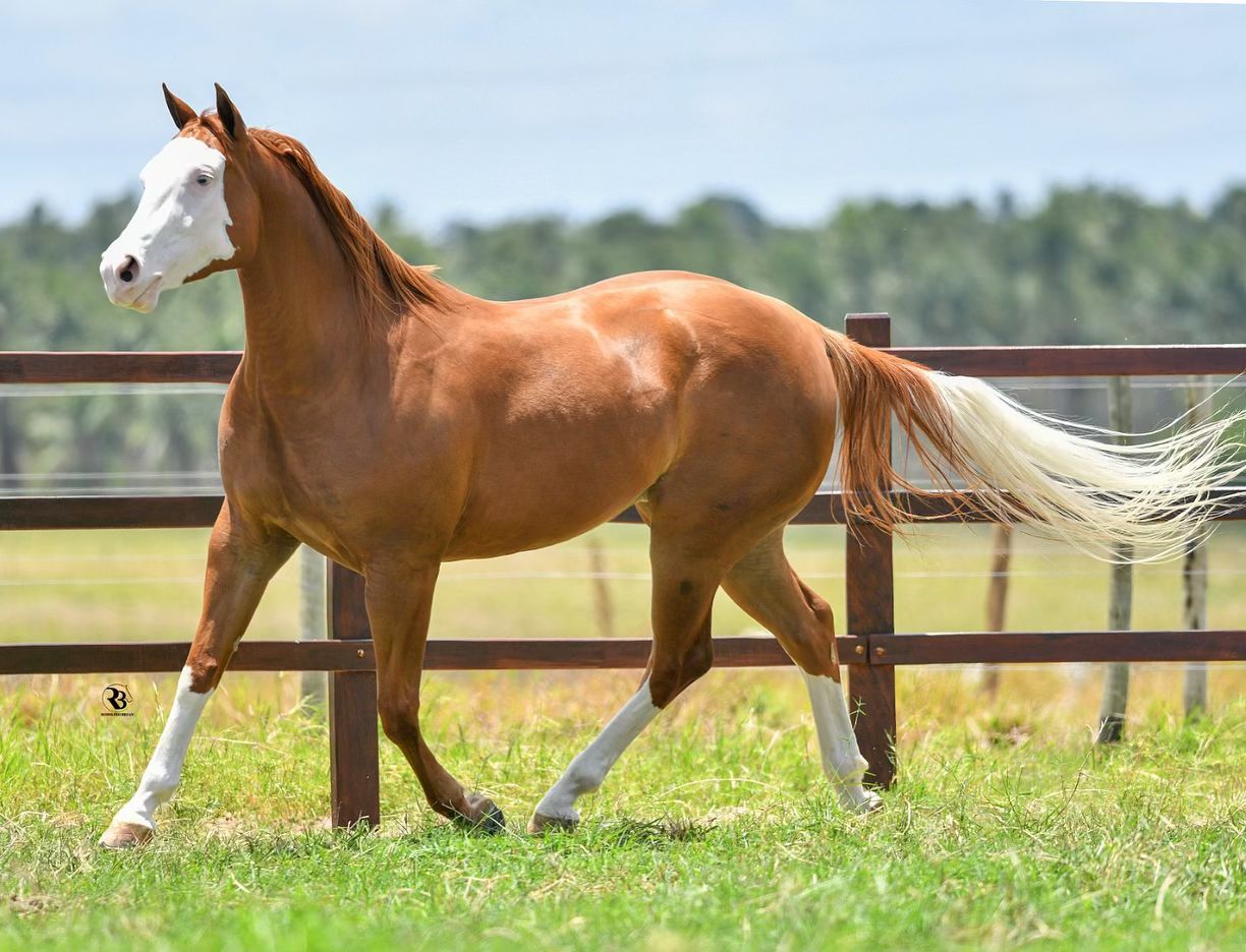 Alpha Ease - unica filha cara branca do Holland Ease