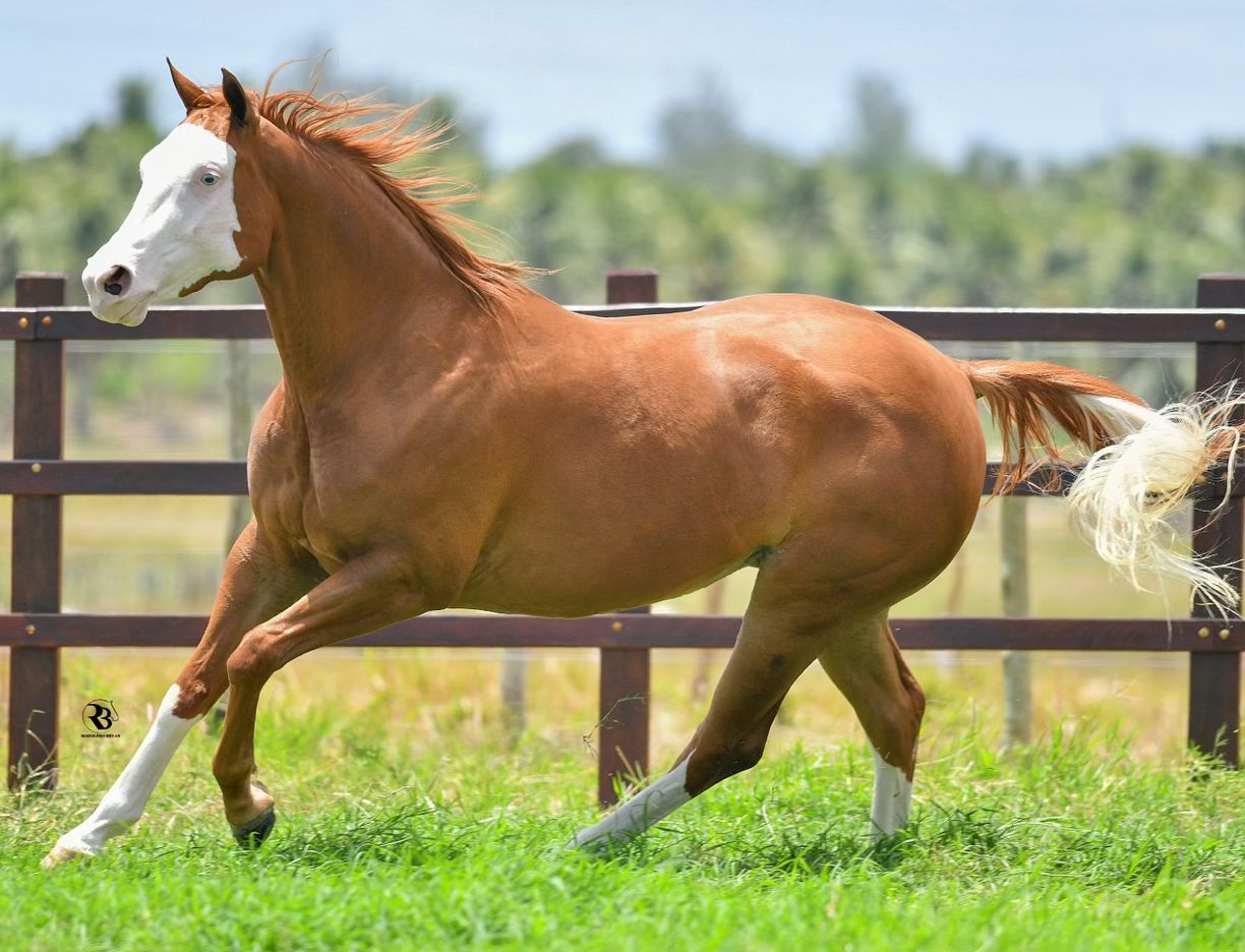 Alpha Ease - unica filha cara branca do Holland Ease