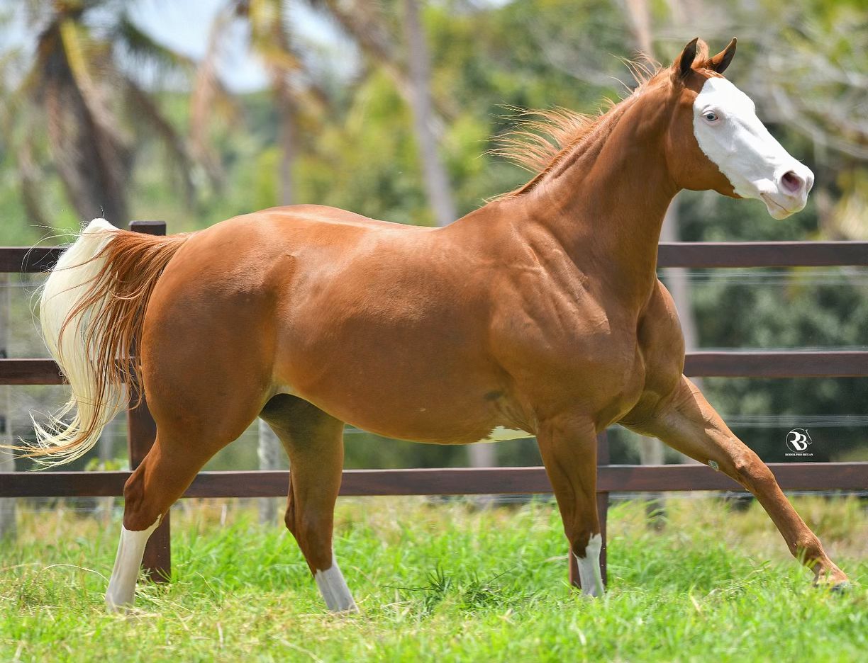 Alpha Ease - unica filha cara branca do Holland Ease