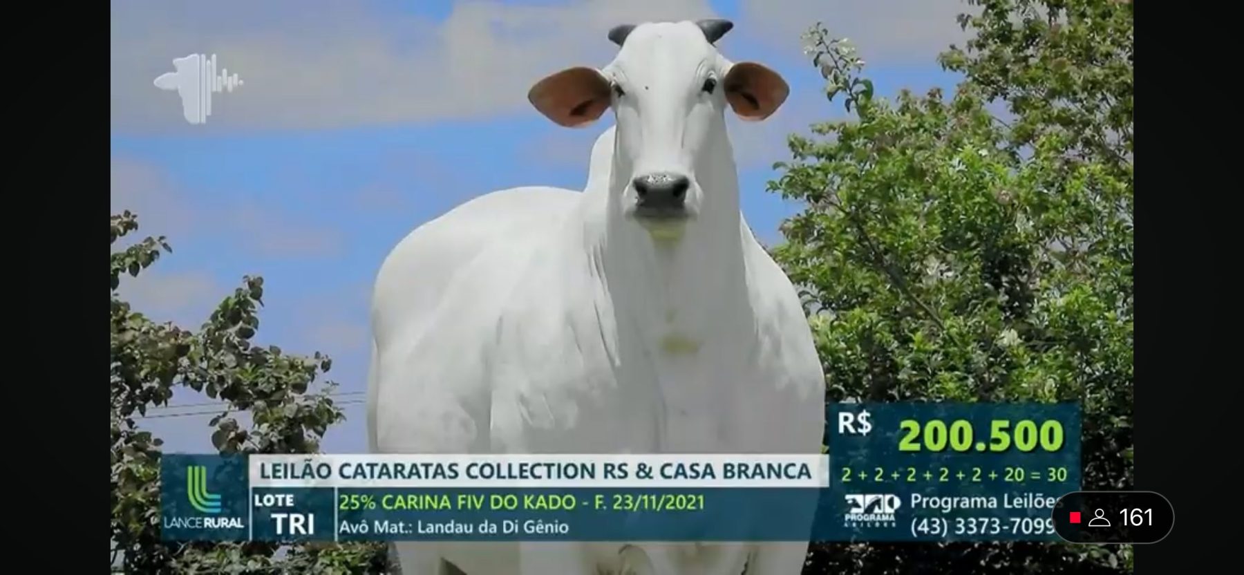 Carina FIV do Kado - recorde mundial