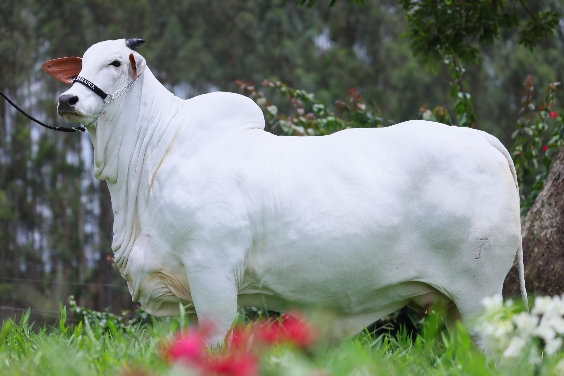 Carina FIV do Kado recordista mundial de preco da raca Nelore - 24 milhoes