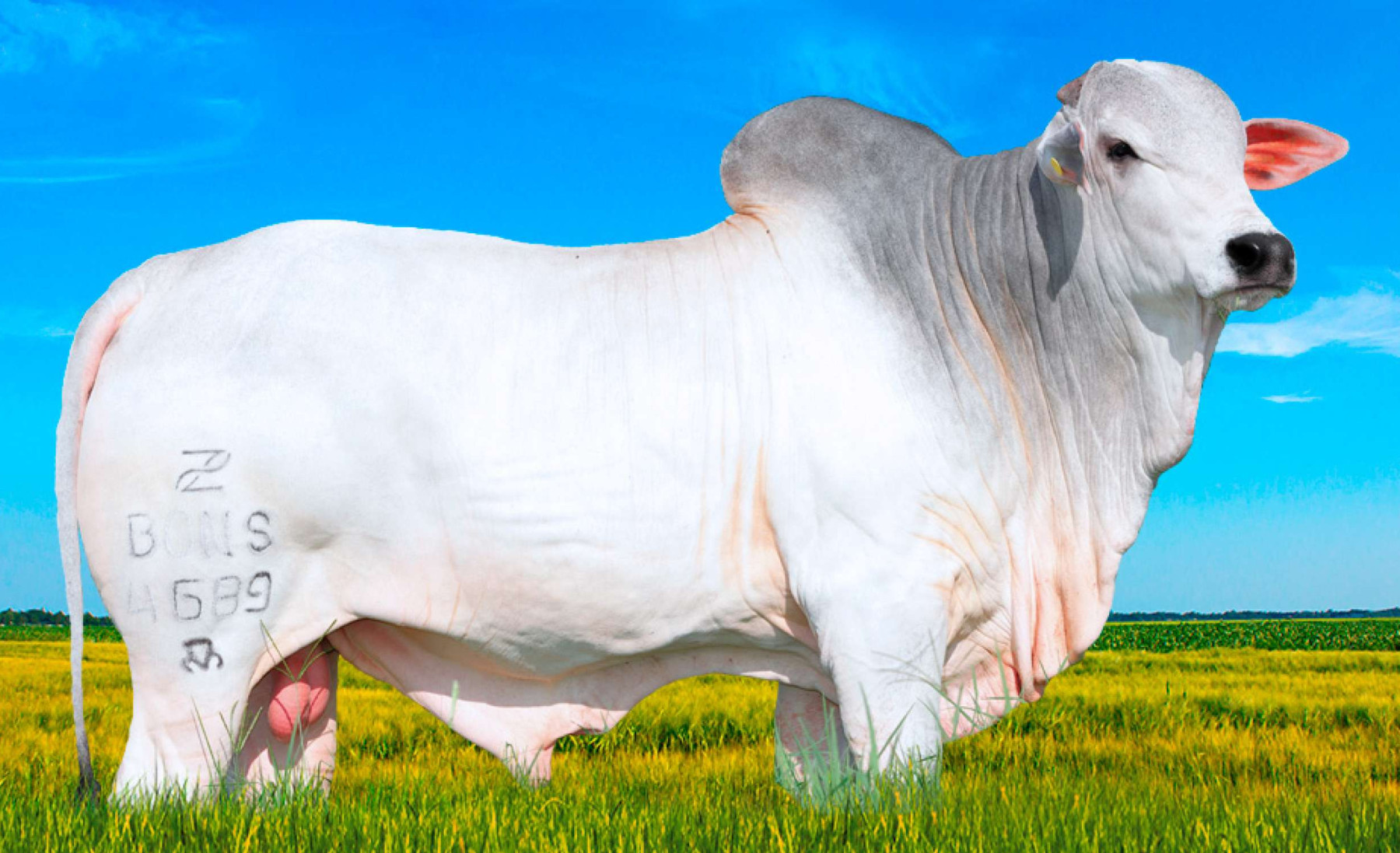 DIESEL BONS - BONS4689 - FAZENDA BONSUCESSO