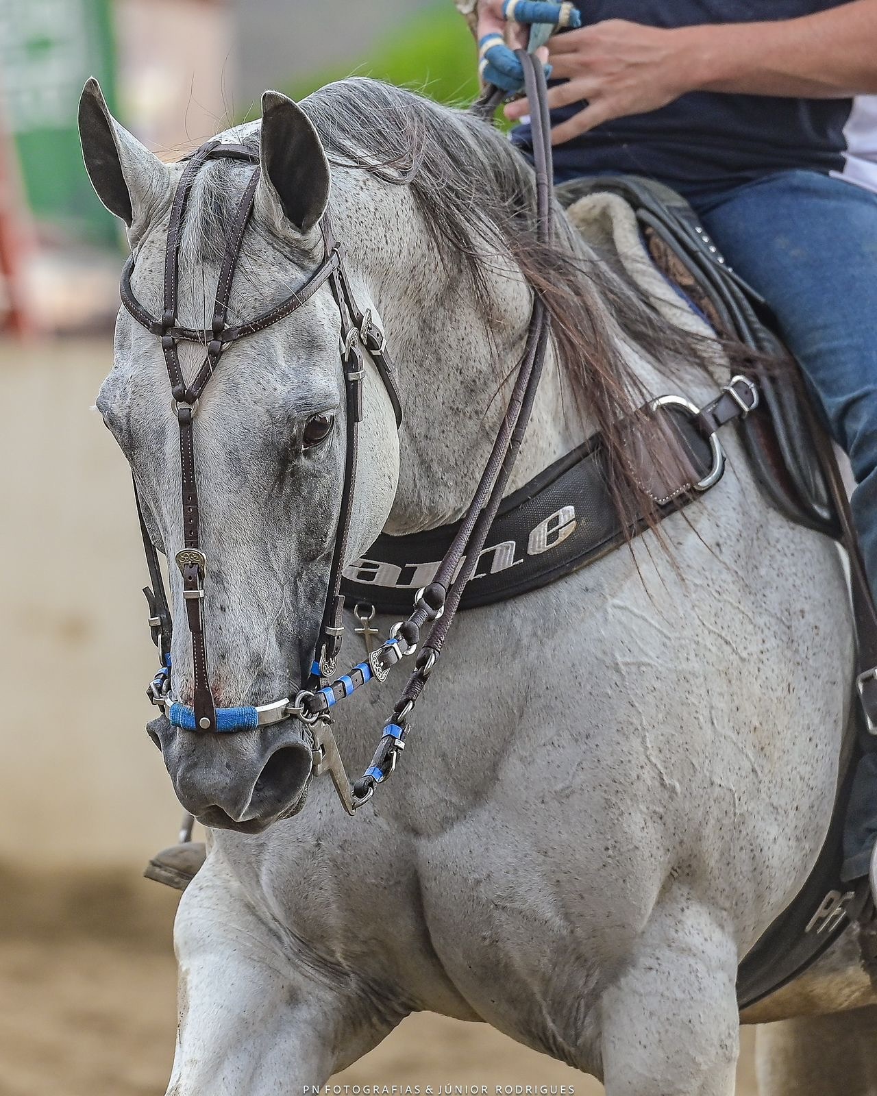 Egua CAFAME ROXO AD - Quarto de Milha Vaquejada 2