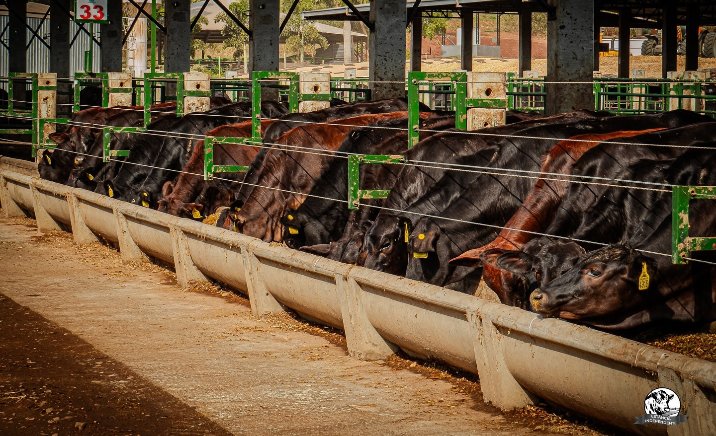 Estancia Independencia - gado confinamento - cruzamento angus x nelore 1