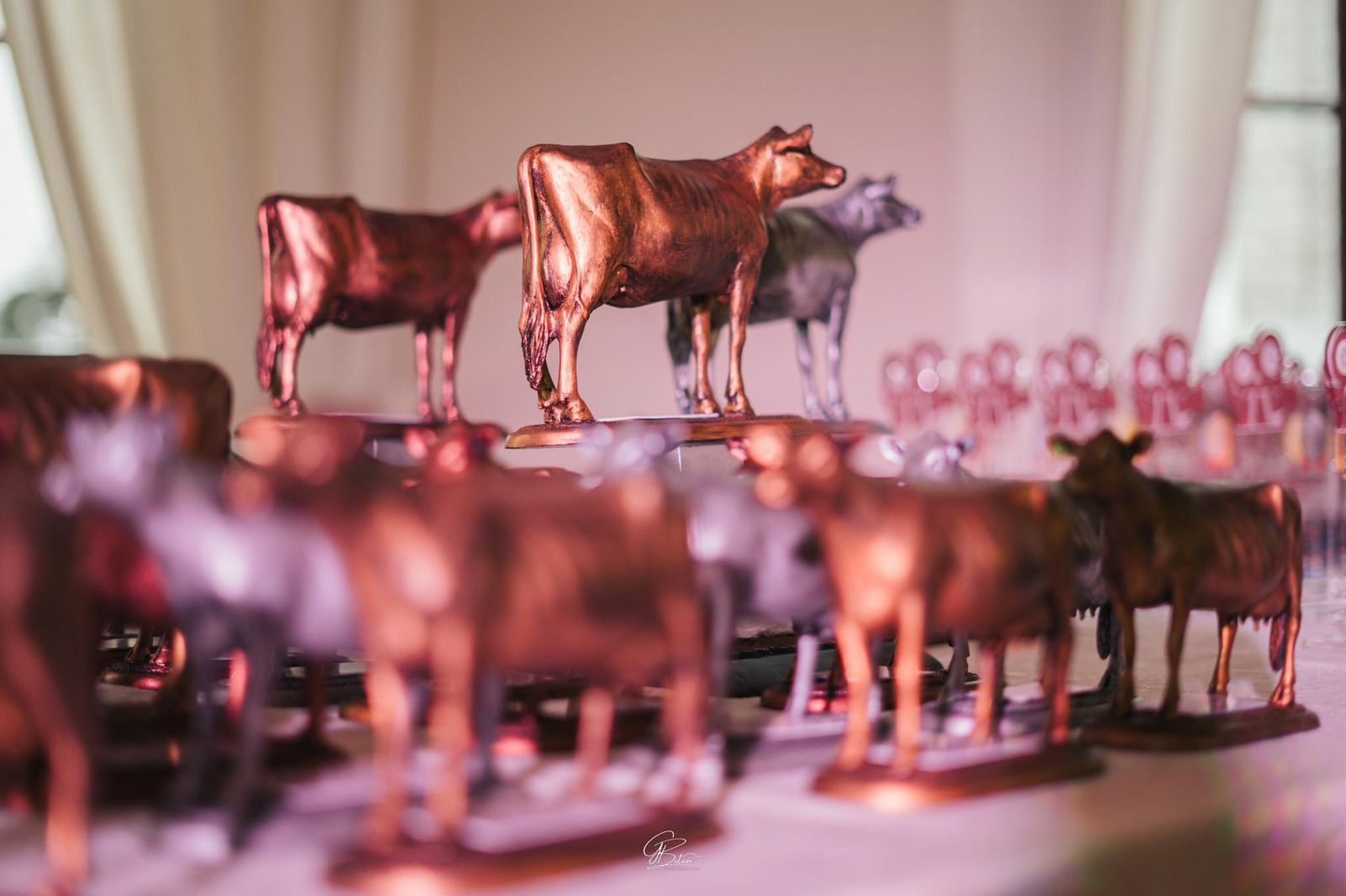 O Oscar da Raça Jersey: A noite mais aguardada da pecuária leiteira no Brasil