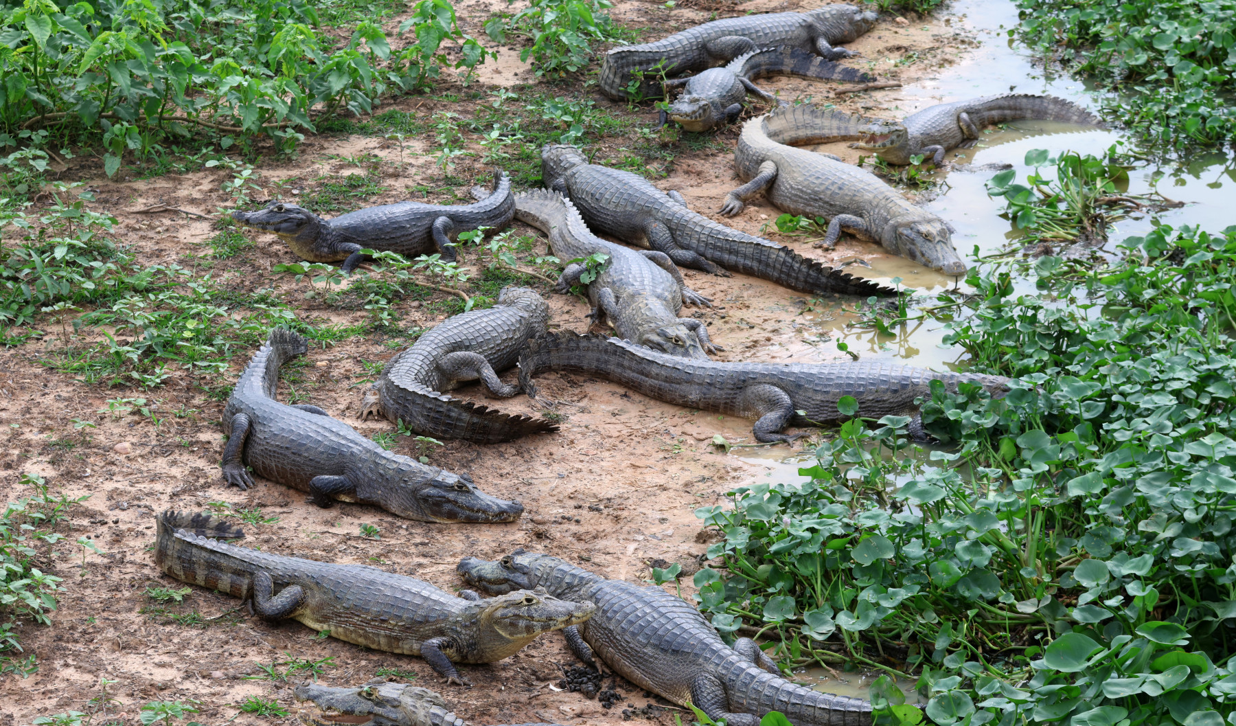 Jacaré-Transpantaneira MT-Fto-Chico Ribeiro (1)