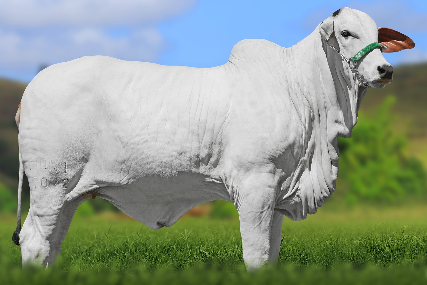 MATRIZ NELORE EGIPCIA 3 FIV DA MONICA