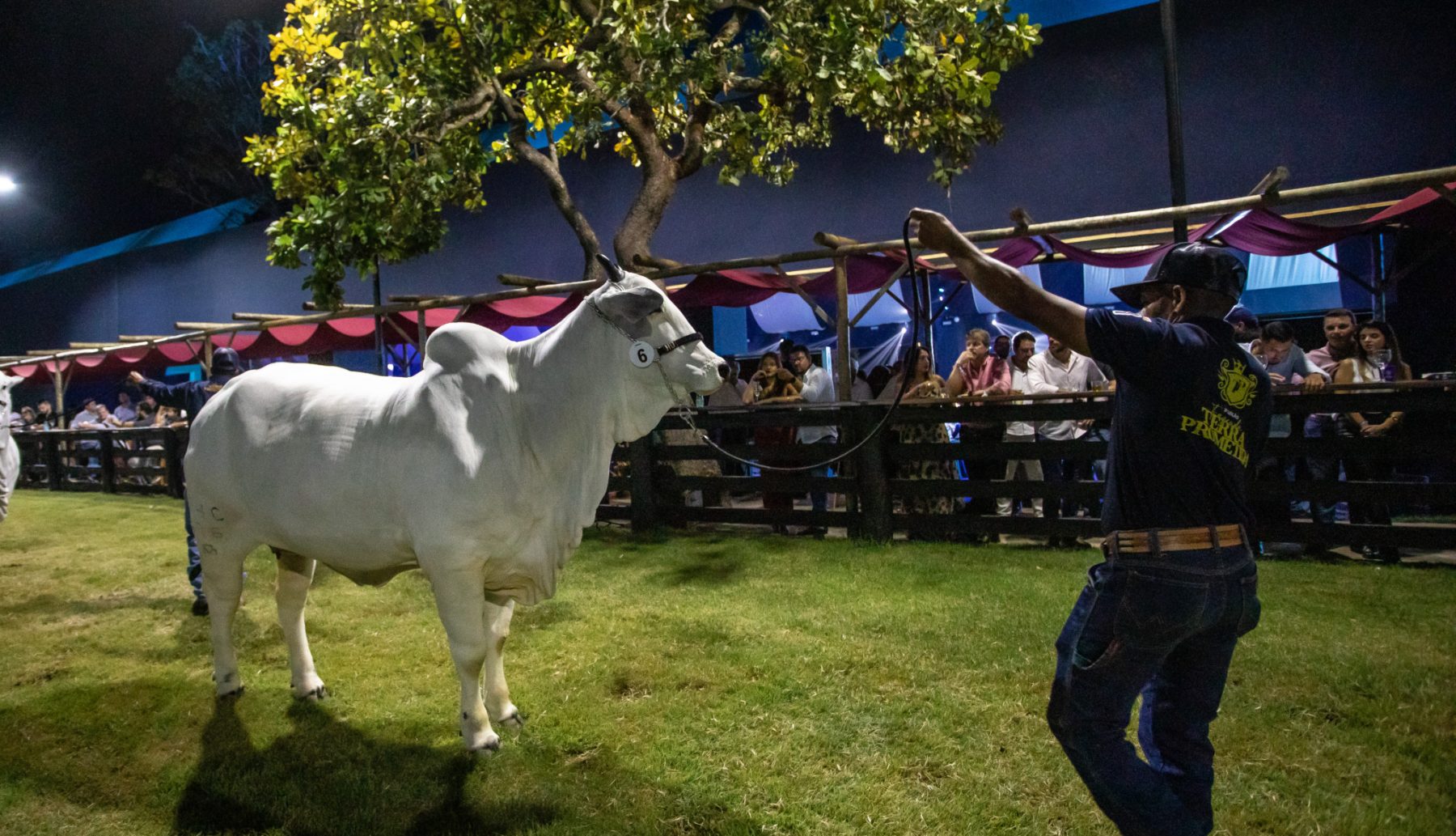Matriz Nelore - Fazenda Terra Prometida - Foto- Randes Filho