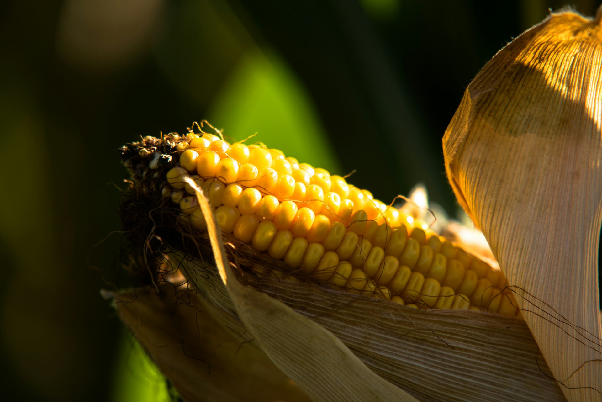 Pesquisa do IAC mostra que monitoramento climático contribui para a previsão e controle de pragas no milho