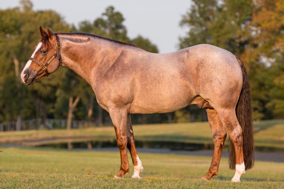 Peptoboonsmal garanhao quarto de milha - apartacao