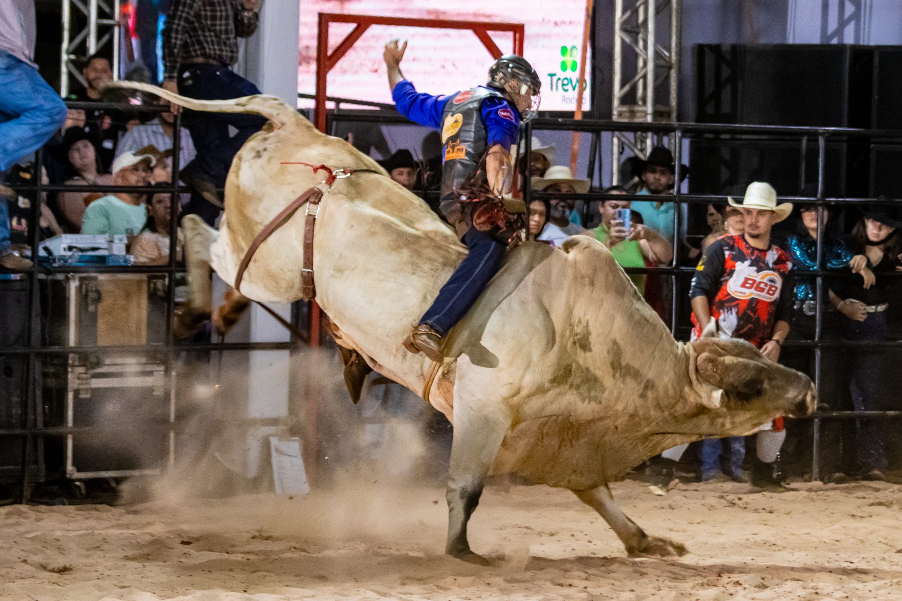 Touro de Rodeio Sabirila Jr da Cia Gutt Bulls