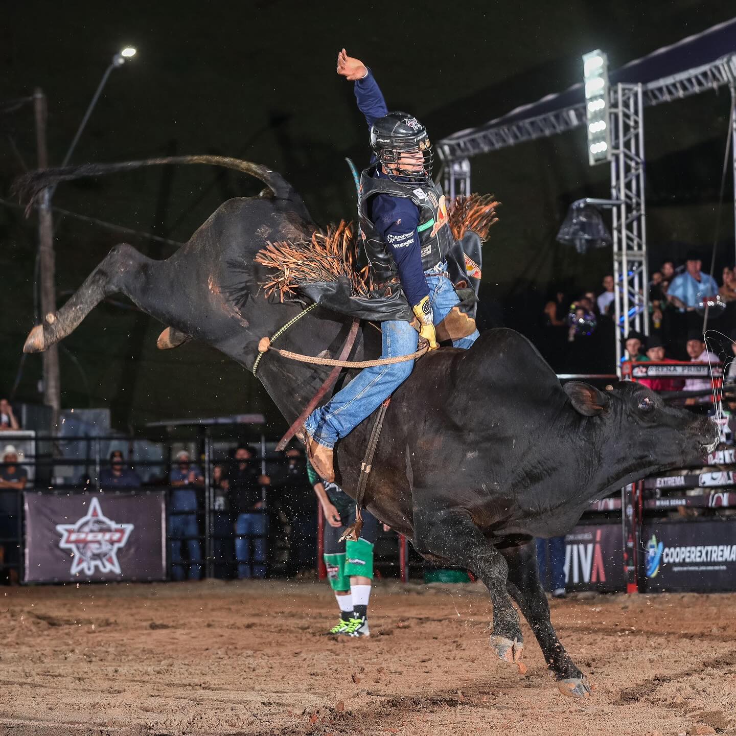 Touro de rodeio Mandraque 1