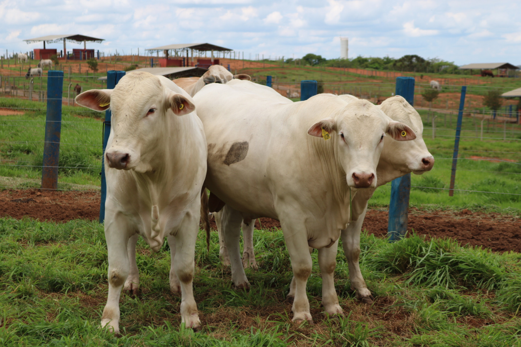 Touros da PCAD Intrarrebanho Canchim ILMA