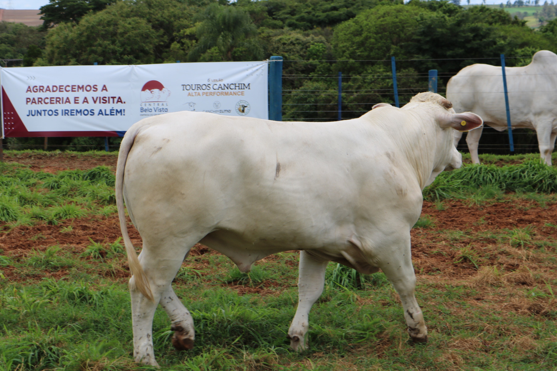 Touros da PCAD Intrarrebanho Canchim ILMA