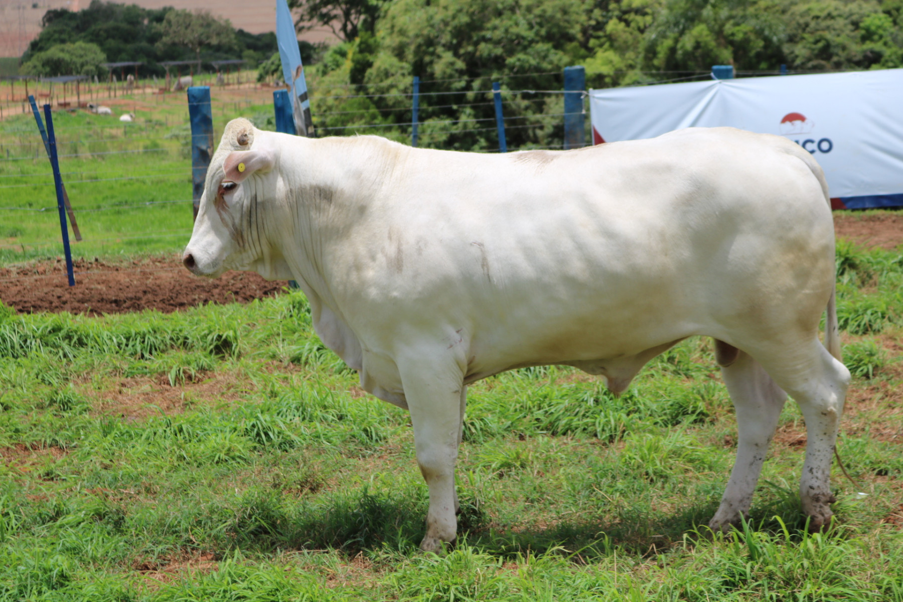 Touros da PCAD Intrarrebanho Canchim ILMA