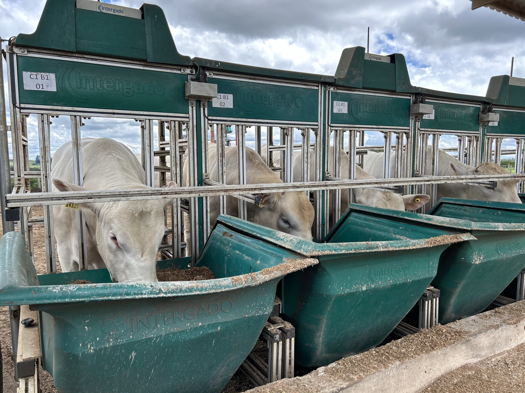 Touros da PCAD Intrarrebanho Canchim ILMA - Grow Safe Intergado