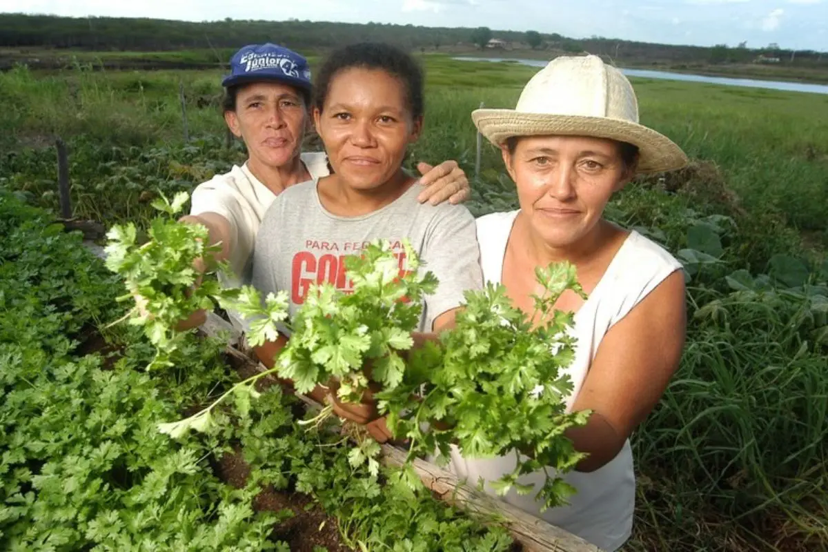 Agricultores familiares contrataram R$ 29,5 bilhões do Plano Safra
