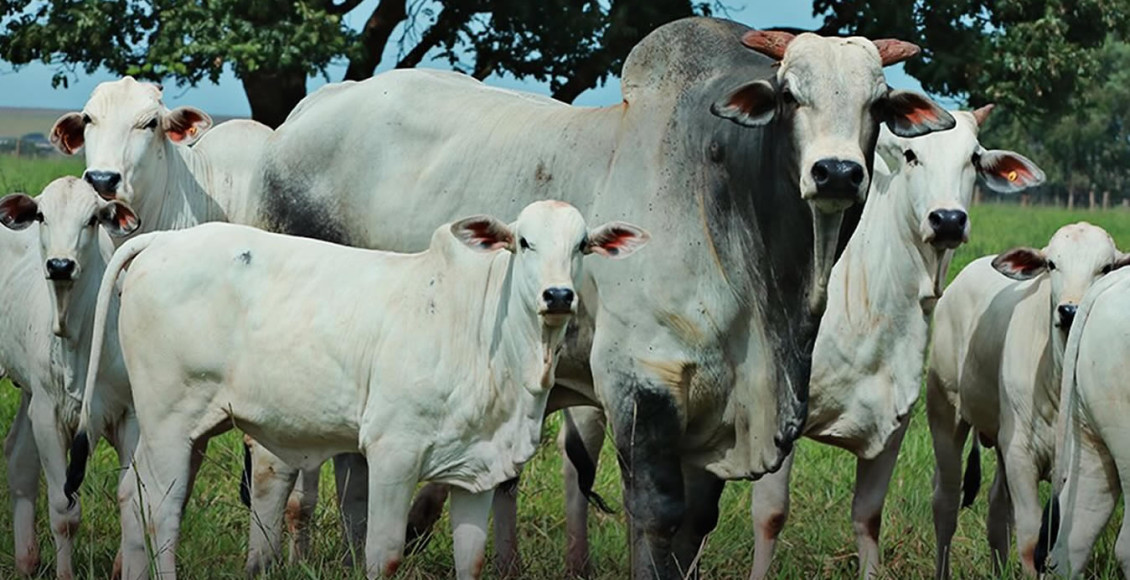agropecuaria_cutolo- familia nelore vaca bezerro e touro nelore - fotao