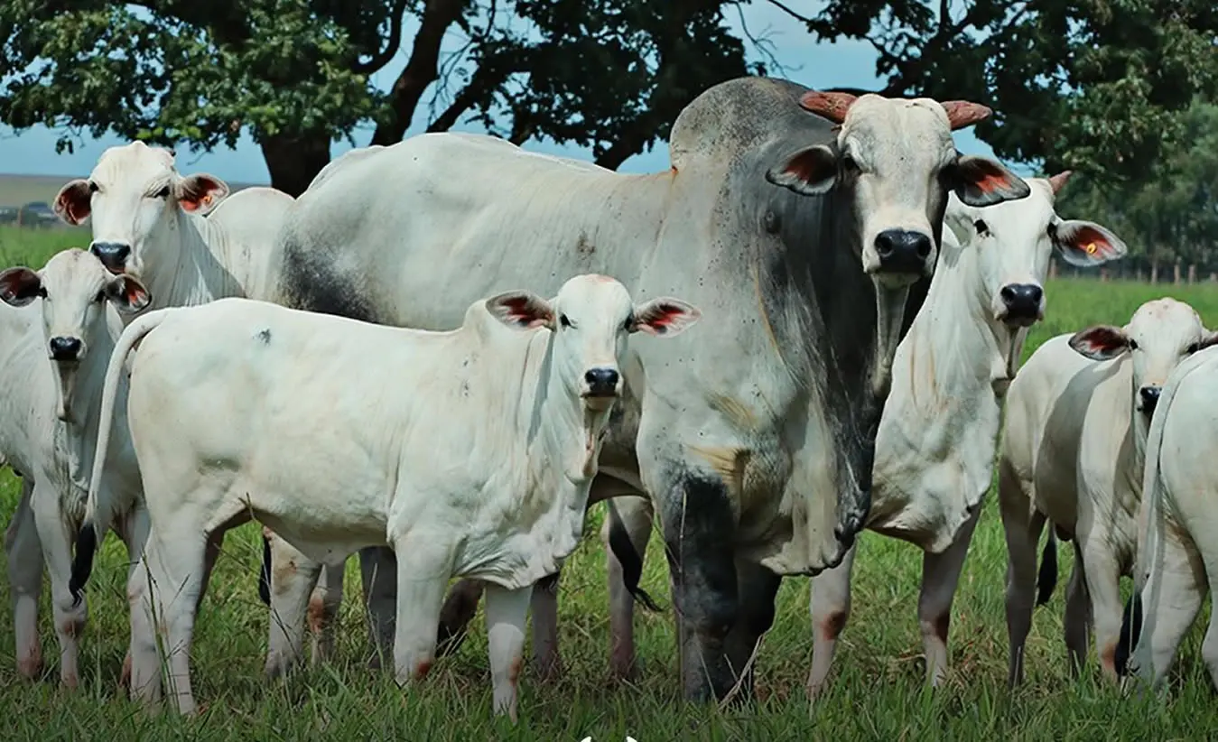 agropecuaria_cutolo- familia nelore vaca bezerro e touro nelore - fotao