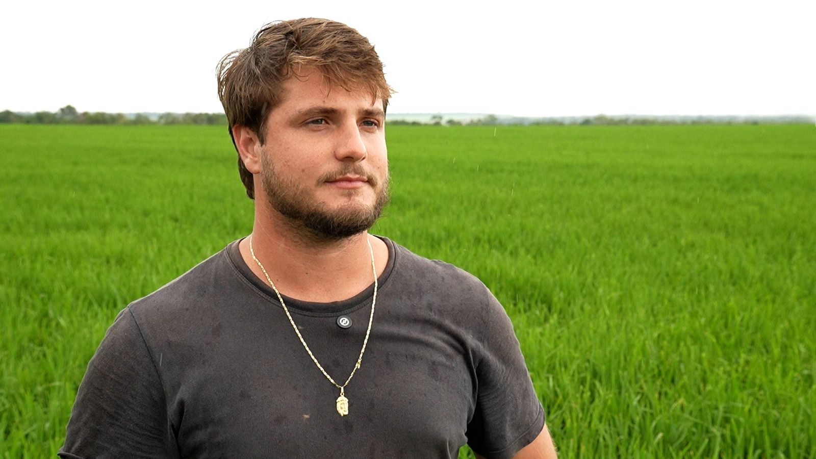 Arroz de terras altas se torna opção atrativa de 2ª safra entre produtores do norte de Mato Grosso