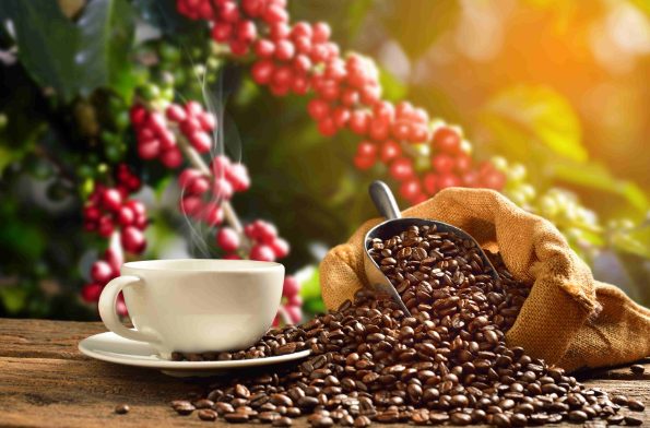 Brasil lidera ranking dos maiores produtores de café do mundo