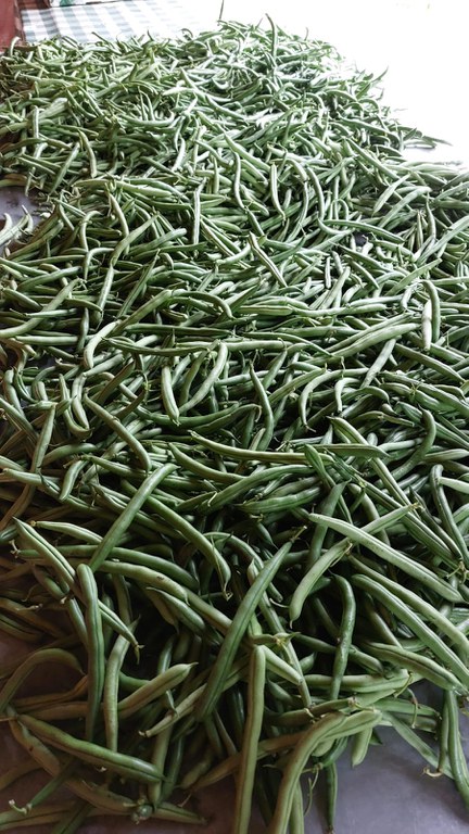 Ação do Mapa no Vale do Paraíba apreende mudas e sucos irregulares