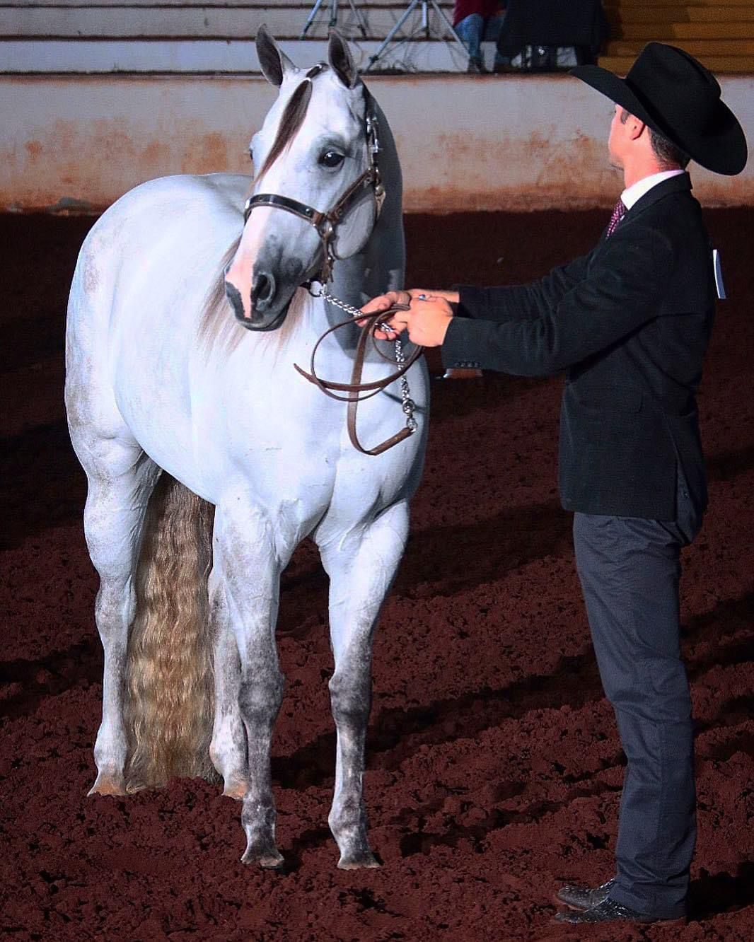 Conheça o Campeão Mundial de Três Tambores, Matheus Costa é o cavaleiro completo