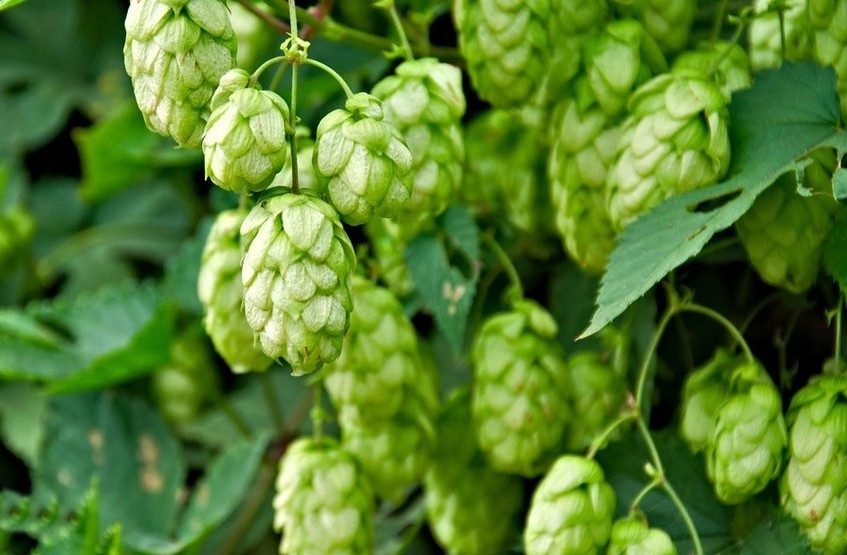 Lúpulo na cerveja: Entenda o que é e qual sua função