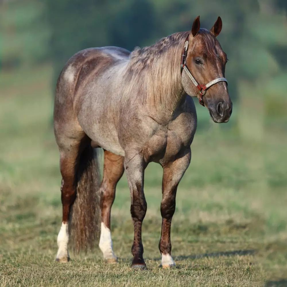 Conheça o cavalo quarto de milha mais caro do mundo