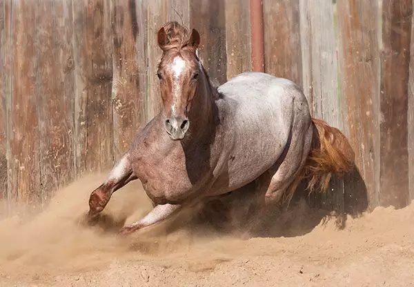 Conheça o cavalo quarto de milha mais caro do mundo
