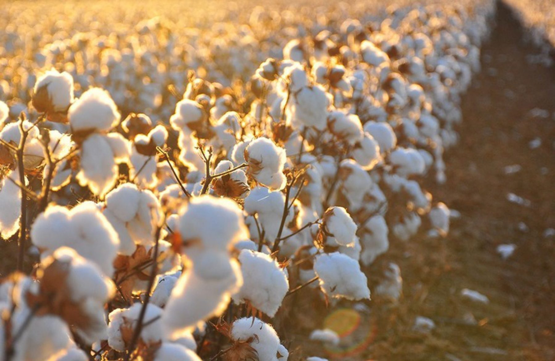 Descubra os 5 cultivos mais lucrativos do Brasil produção