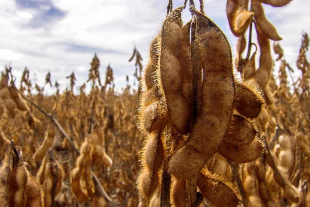 Descubra os 5 cultivos mais lucrativos do Brasil produção