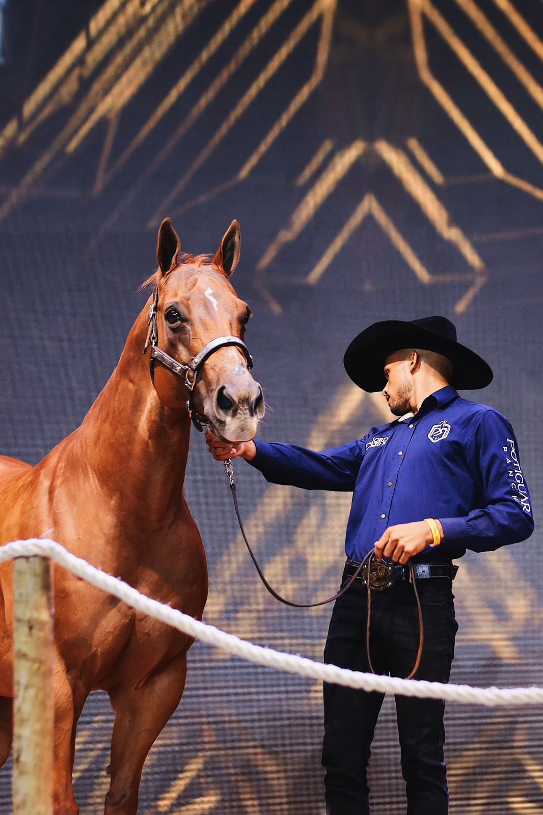 Monte Sião Haras arremata campeã Go Girl Toro LM por R$ 12 milhões e bate recorde do Quarto de Milha