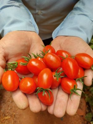 Manejo simplificado de tomate grape permite que médios e pequenos produtores entrem no segmento gourmet