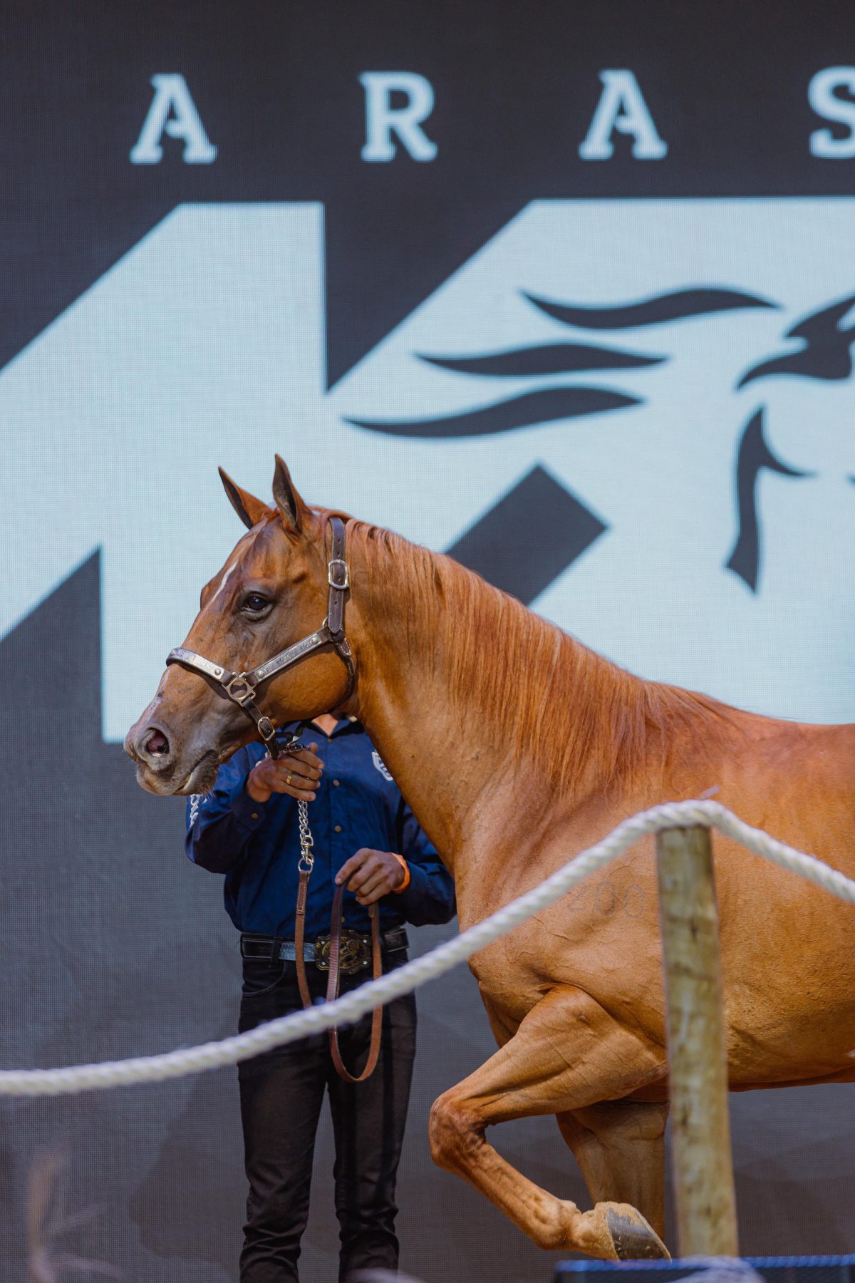 Monte Sião Haras arremata campeã Go Girl Toro LM por R$ 12 milhões e bate recorde do Quarto de Milha