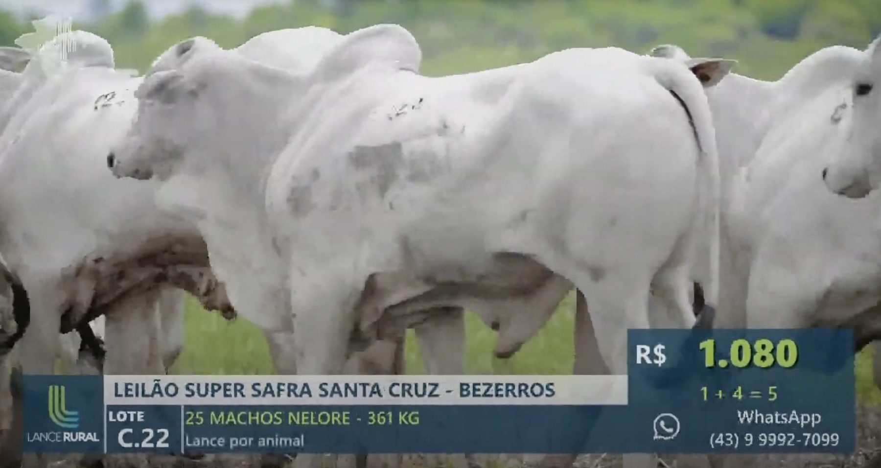Rei do gado compra 2.000 'bezerros da prateleira de cima' por R$ 10 milhões em leilão; Vídeo
