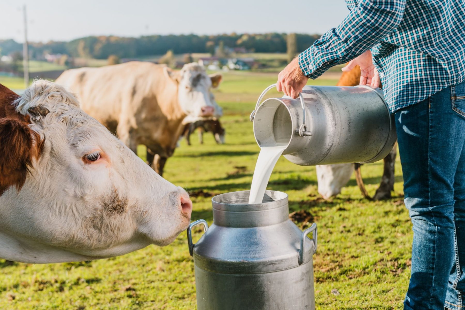 Segredos da alimentação para alcançar picos extraordinários na produção de leite