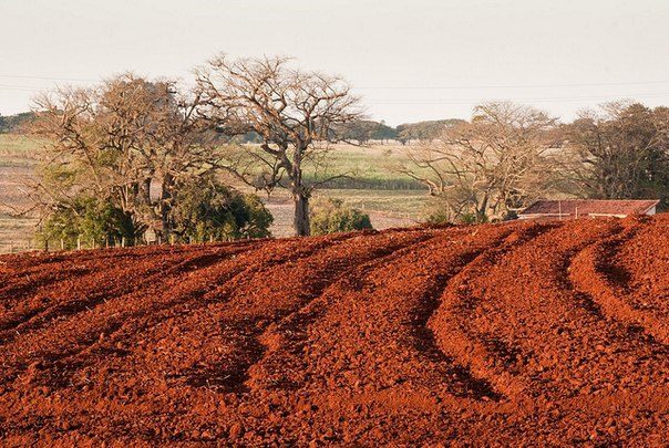 Terra Roxa: Descubra suas origens e os segredos para cuidar do solo vermelho