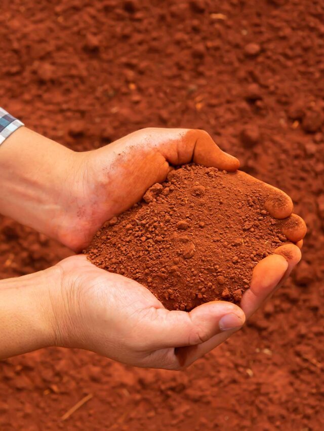 Terra Roxa: Descubra suas origens e os segredos para cuidar do solo vermelho