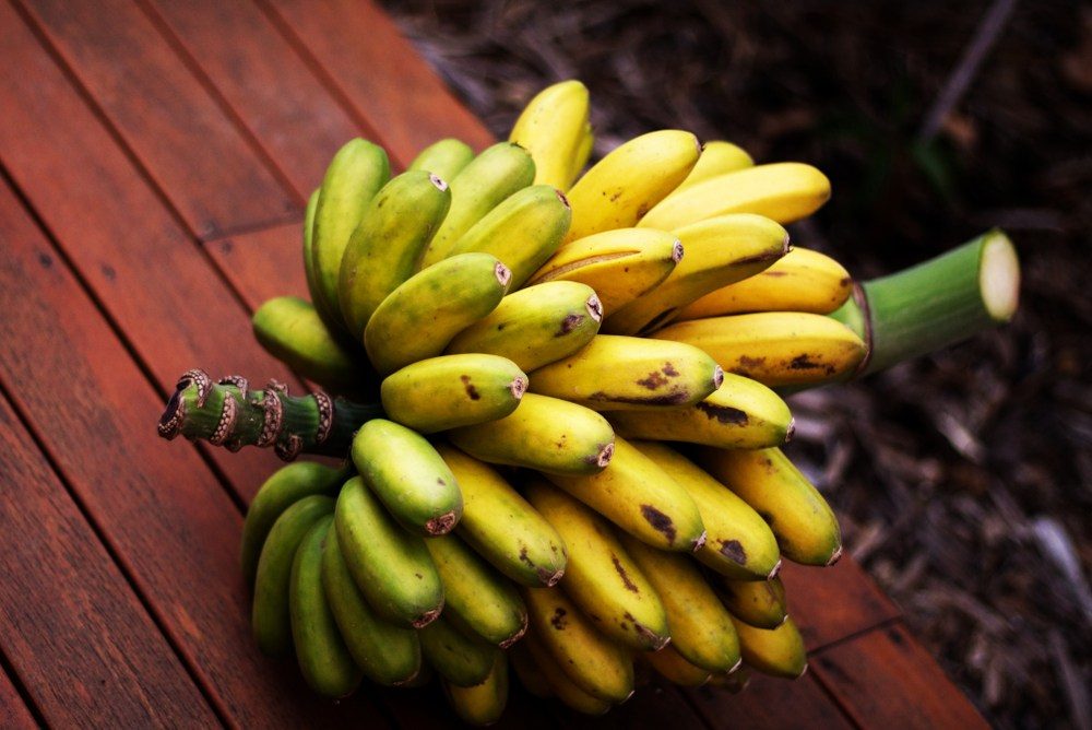 Bananas: Descubra os principais tipos e suas variedades