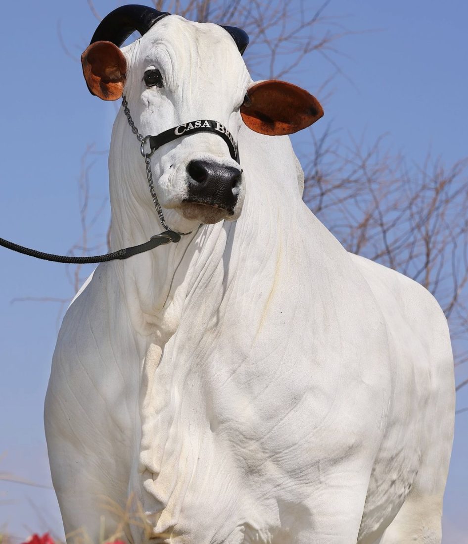 vaca mais valiosa do mundo