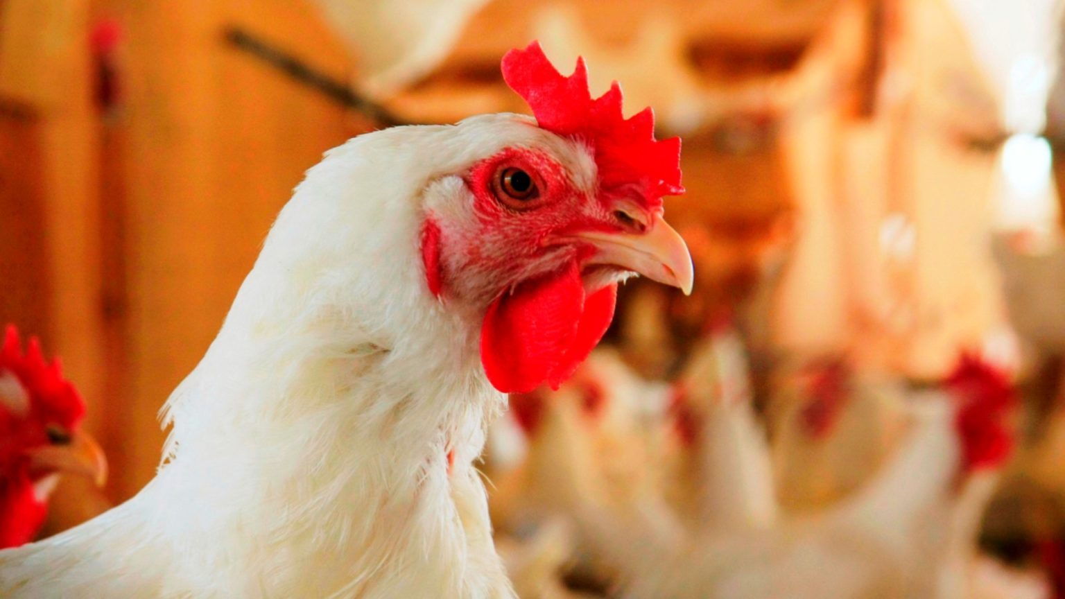 Perspectiva é positiva para os preços da carne de frango