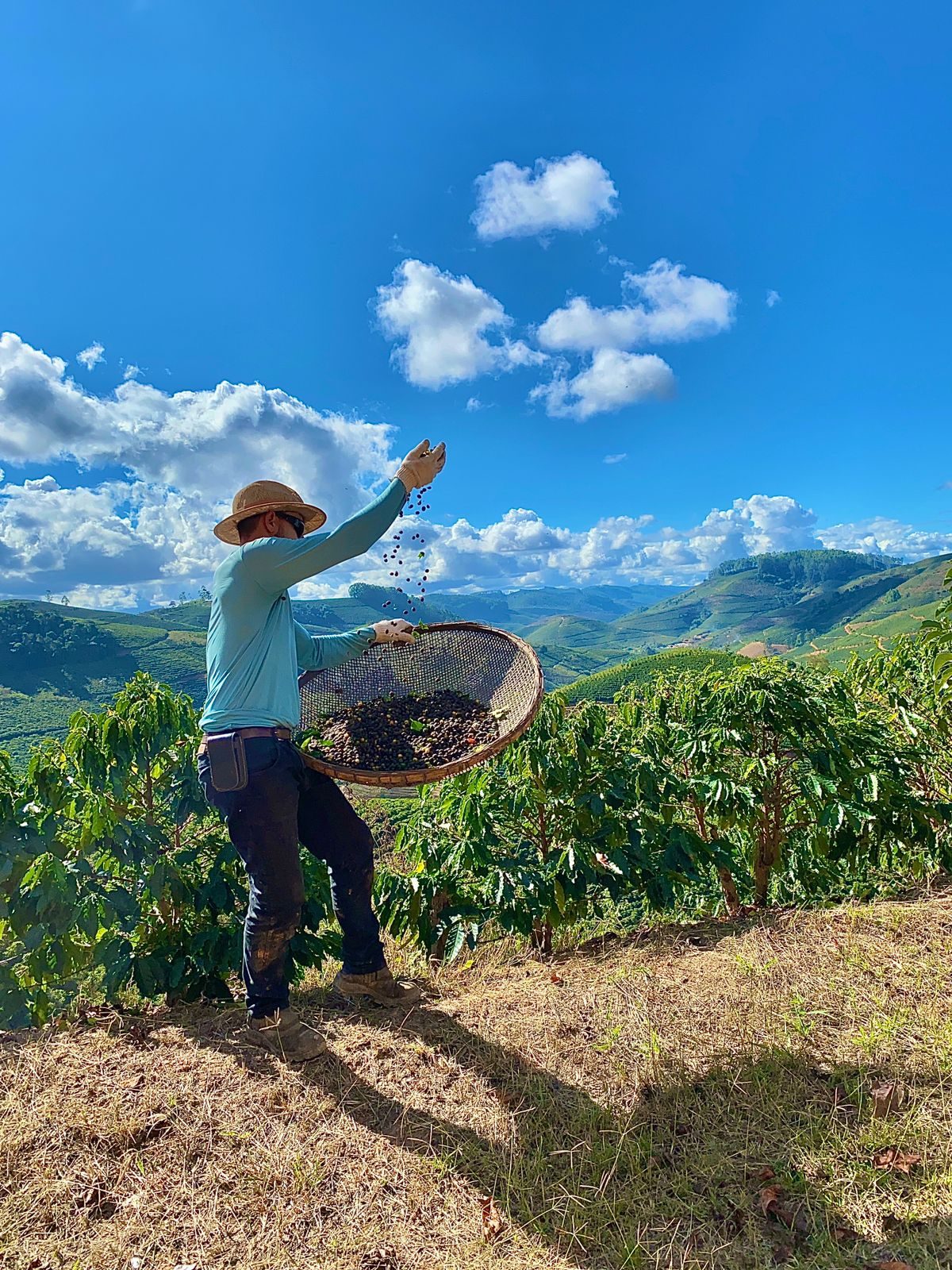 Uso de fertilizantes organominerais ganha espaço na cafeicultura brasileira