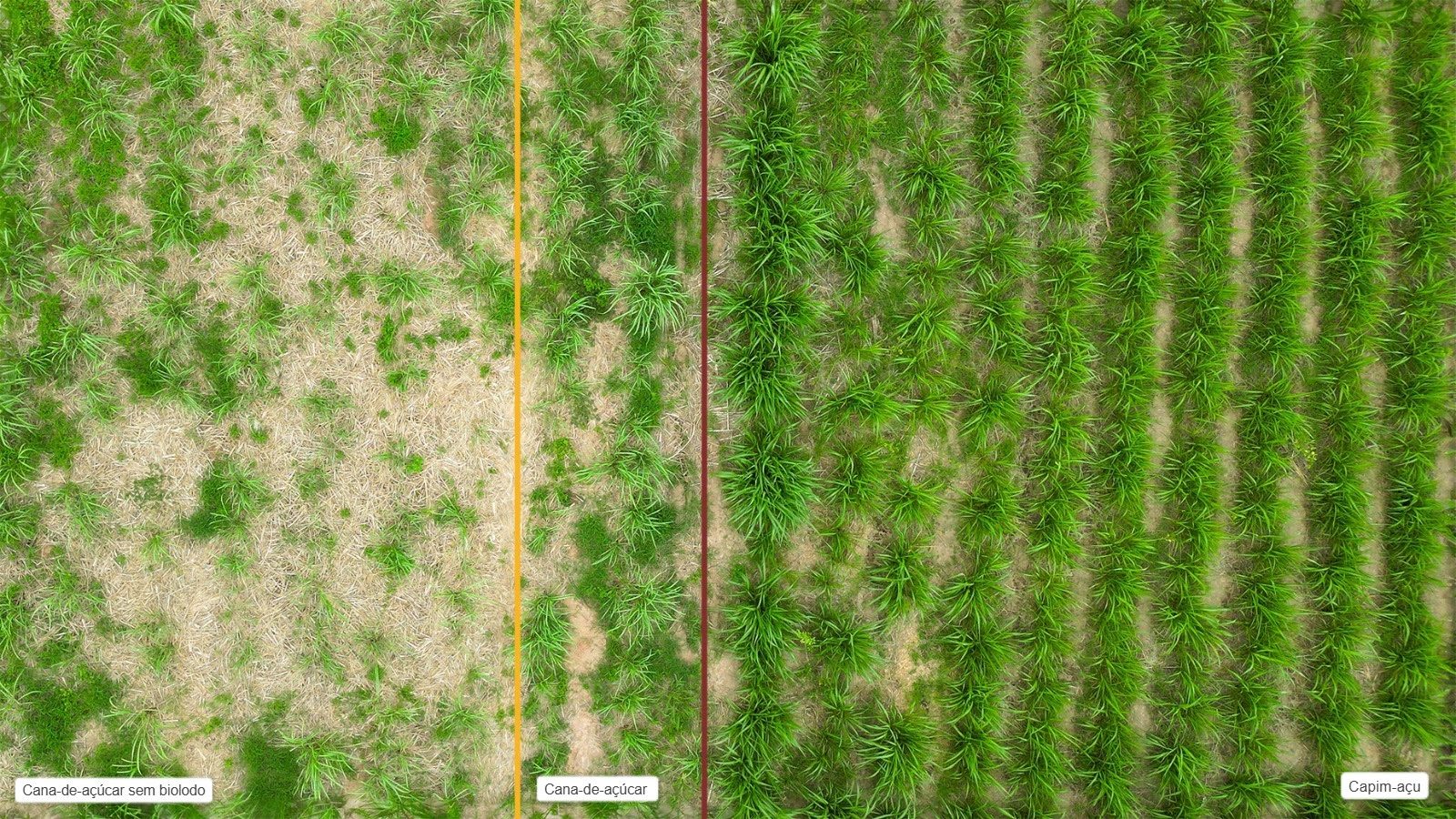 Biolodo aumenta produtividade em pequenas propriedades rurais de Cuiabá  