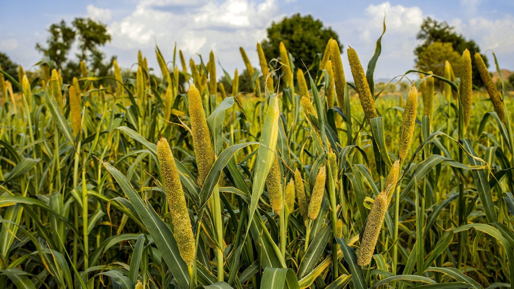 Milheto: guia de cultivo e benefícios para a agropecuária