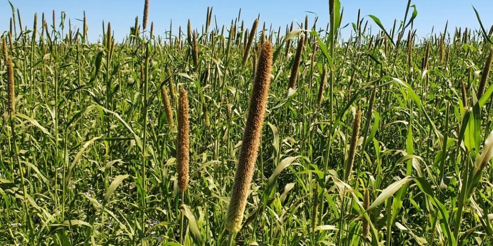 Milheto: guia de cultivo e benefícios para a agropecuária