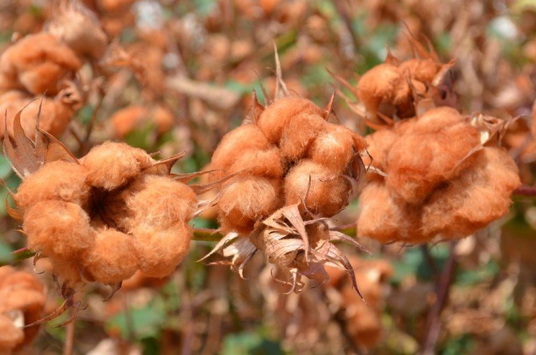 Algodão colorido: A solução sustentável e rentável para os produtores rurais