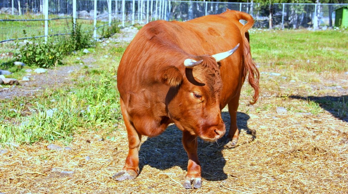 Mini Vacas: O guia definitivo para criação e vantagens